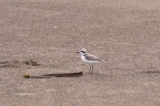 Snowy Plover on sand spit. Montana de Oro State Park